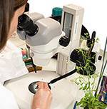 Lab